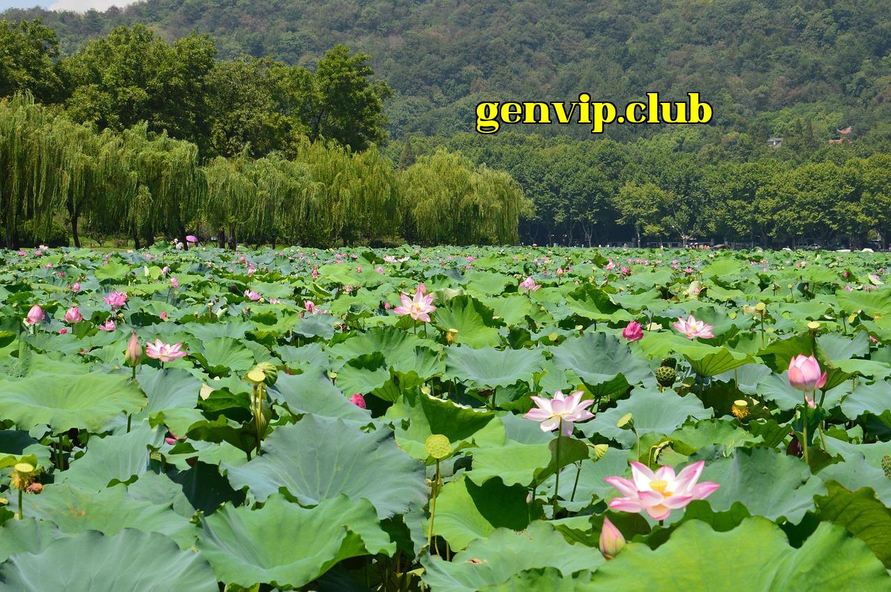 Hoa Anh Đào Tại Nam Lâm! - i99bet